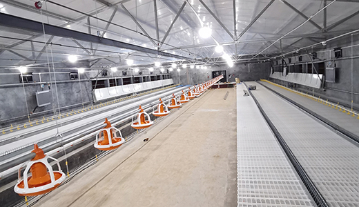 南通正大東凌18萬套肉種雞項目