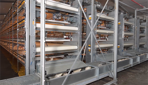 正大榆樹(shù)33萬(wàn)肉雞場(chǎng)