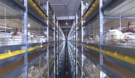山東濰坊現(xiàn)代食品（360萬(wàn)蛋雞）全產(chǎn)業(yè)鏈