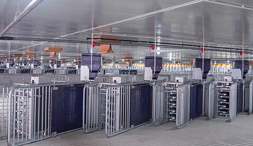 湛江響水14000育肥六場(chǎng)