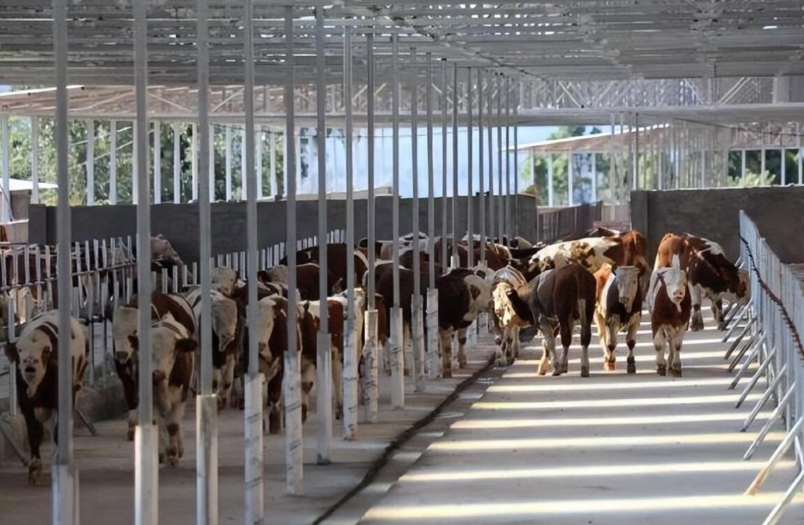 上海正誠(chéng)承包越秀輝山11家牧場(chǎng)精料堆存系統(tǒng)升級(jí)項(xiàng)目