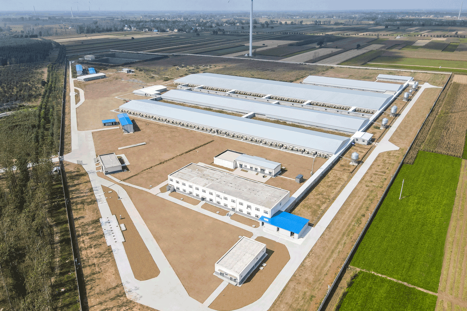 河南楊西6000頭種豬場